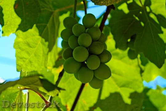 Devostock Grapes Sour Grapes Vineyard