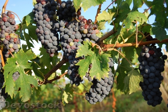 Devostock Grapes Tuscany Red Wine