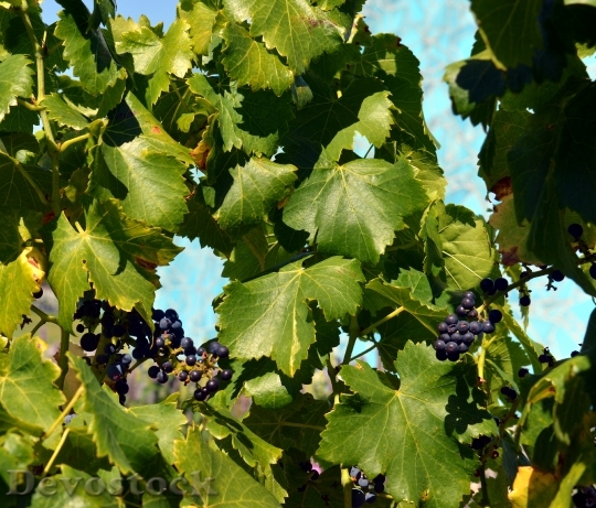 Devostock Grapes Vine Blue Grapes