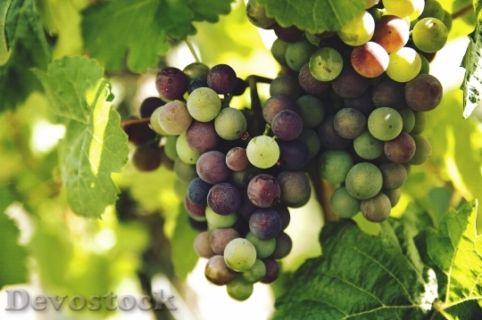 Devostock Grapes Vine Fruit Harvest