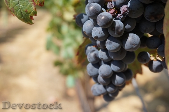 Devostock Grapes Vine Grape Wine
