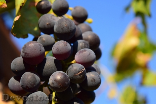 Devostock Grapes Vine Grapevine Fruit