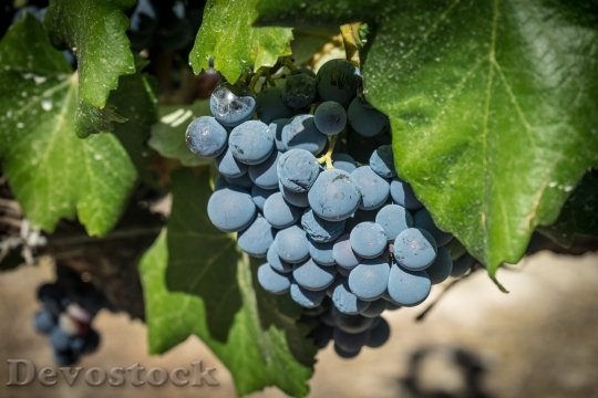 Devostock Grapes Vine Parra Vineyard 3