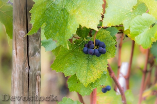 Devostock Grapes Vine Pinot Noir