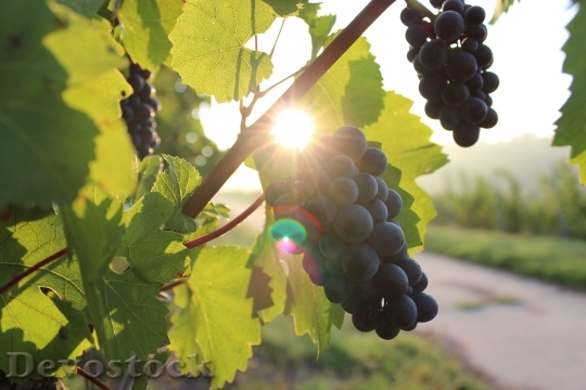 Devostock Grapes Vine Sunlight Vineyard