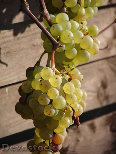 Devostock Grapes Vine Wine Fruit