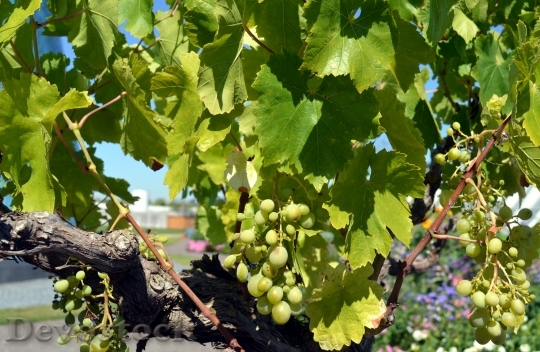 Devostock Grapes Vine Wine White 0