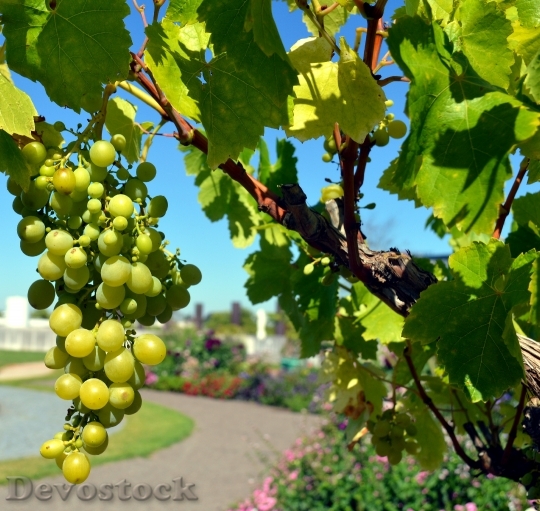 Devostock Grapes Vine Wine White