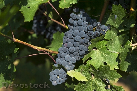 Devostock Grapes Vineyard Fruit Wine