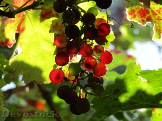 Devostock Grapes Vineyard Grape Leaves