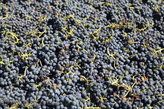 Devostock Grapes Vineyard Harvest Wine