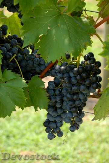 Devostock Grapes Vineyard Vine Wine 2