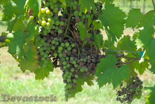 Devostock Grapes Vineyard Wine Green