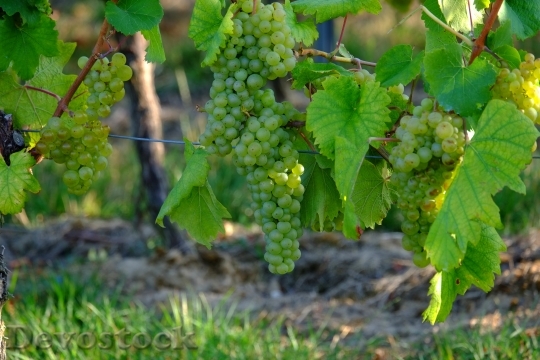 Devostock Grapes White Grapes Wine