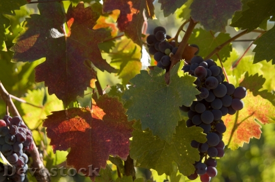 Devostock Grapes Wine Autumn Leaves 0