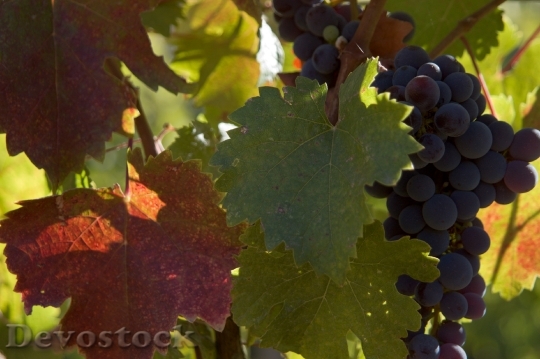 Devostock Grapes Wine Autumn Leaves