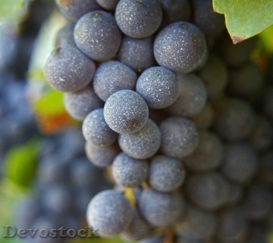 Devostock Grapes Wine Fruit Cluster