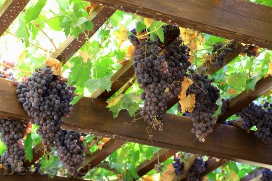 Devostock Grapes Wine Fruit Vine