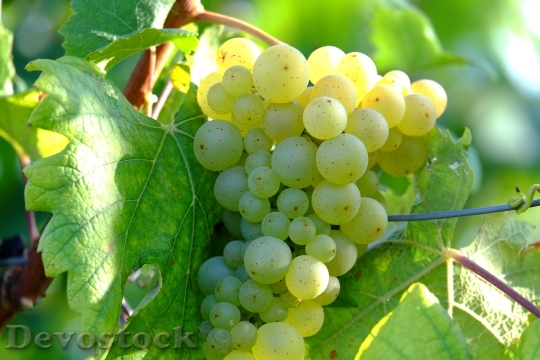 Devostock Grapes Wine Fruit Winegrowing 0