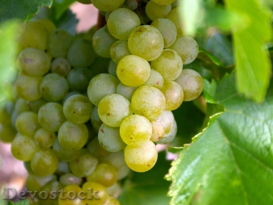 Devostock Grapes Wine Green Bunch