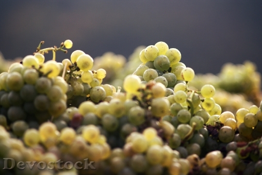 Devostock Grapes Wine Harvest Read