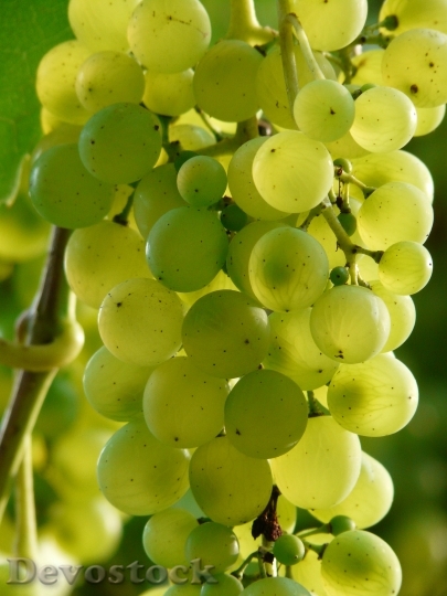 Devostock Grapes Wine Plant Plantation 0
