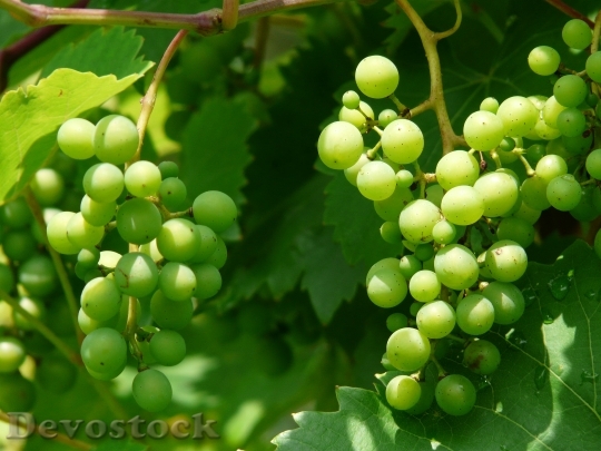 Devostock Grapes Wine Plant Plantation 1