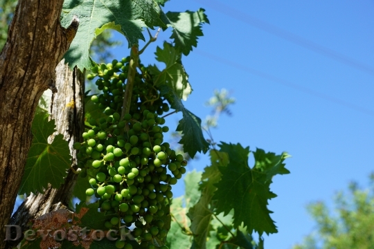 Devostock Grapes Wine Tree Fruit