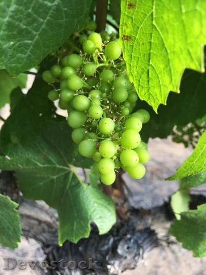 Devostock Grapes Wine Vines Grape