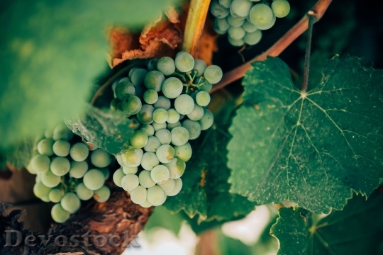Devostock Grapes Winegrapes Fruit Harvest
