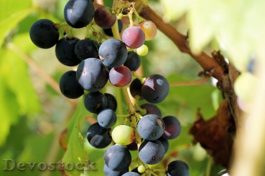 Devostock Grapes Winegrowing Grapevine Fruit