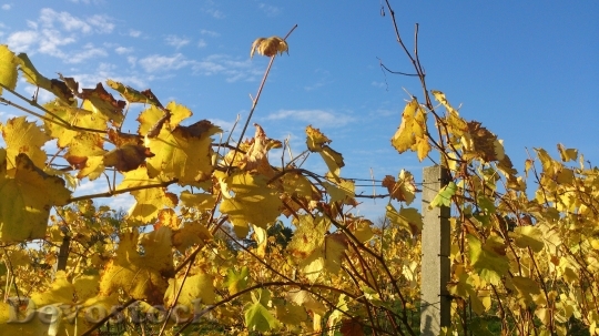 Devostock Grapevine Autumn Leaves Winegrowing