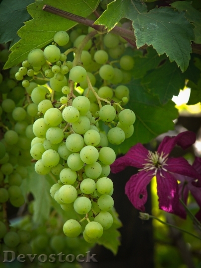 Devostock Grapevine Grapes Table Grapes