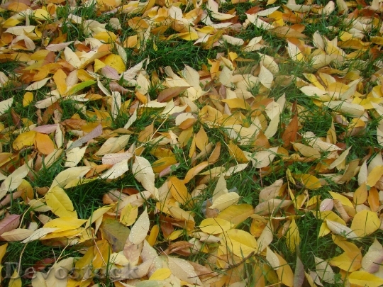 Devostock Grass Leaves Autumn 60129