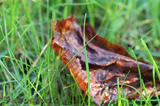 Devostock Grass Leaves Dew Halm