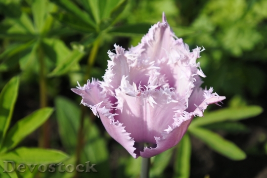 Devostock Grass Tulip Flower Nature 0