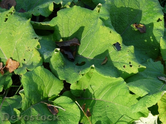 Devostock Great Burdock Leaves Large