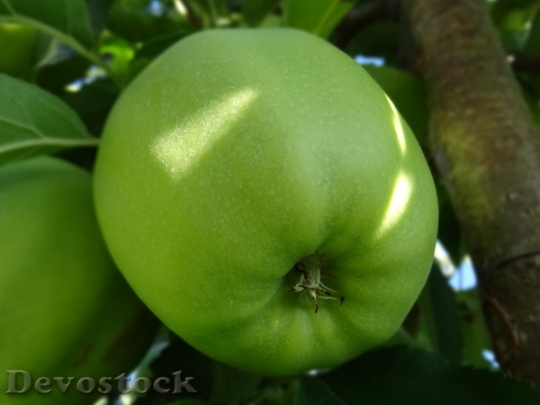Devostock Green Apple Apple Tree