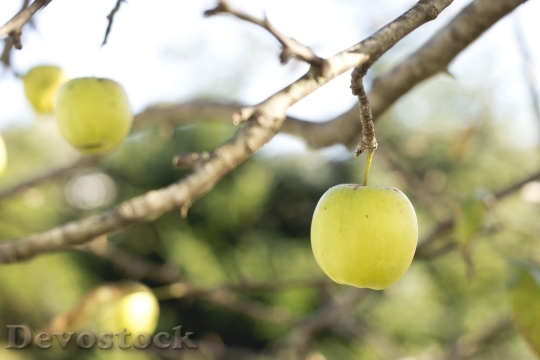 Devostock Green Apple On Tree