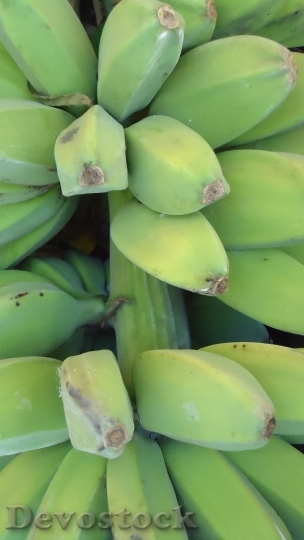 Devostock Green Bananas Plant Bunch