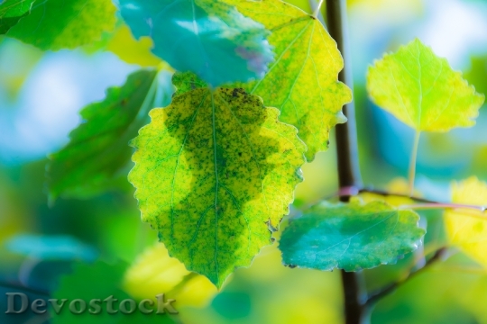 Devostock Green Fall Leaf