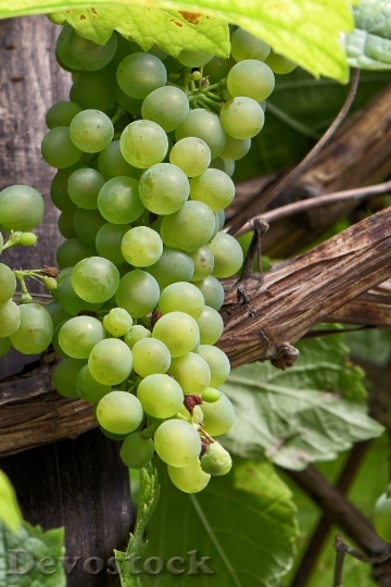Devostock Green Grapes Grapes Vine