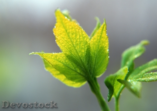 Devostock Green Leaf 5