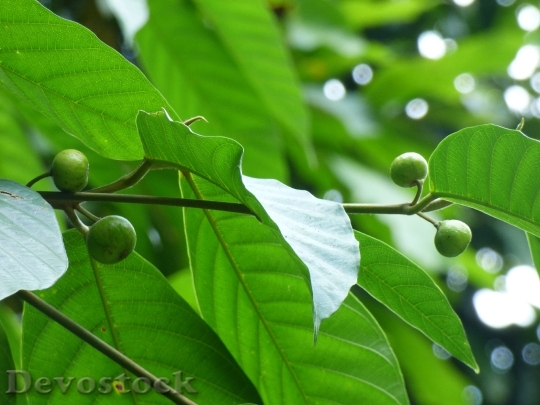 Devostock Green Leaves Fruits Nuts