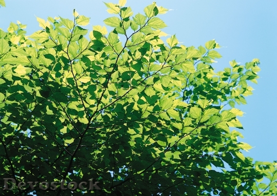 Devostock Green Leaves Tree Blue