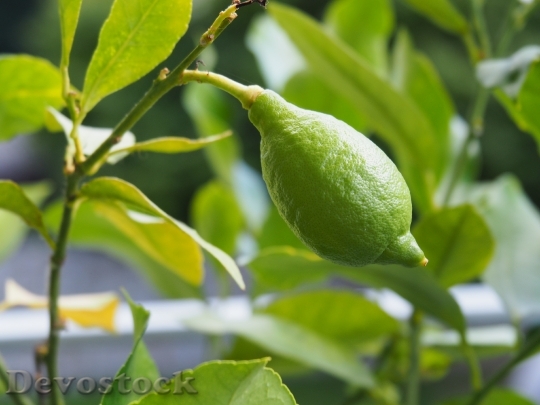 Devostock Green Lemon Fruit 1500543