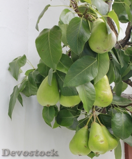 Devostock Green Pears Fruit Tree