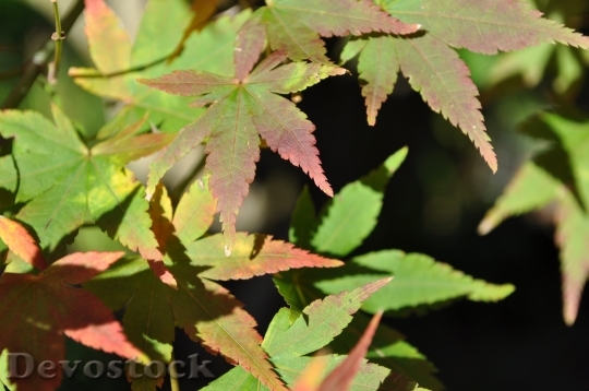 Devostock Green Plant Leaves Fall