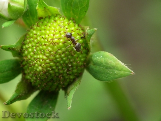 Devostock Green Strawberry Ant Strawberry