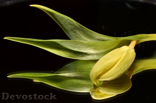 Devostock Green Tulip Flower 135934